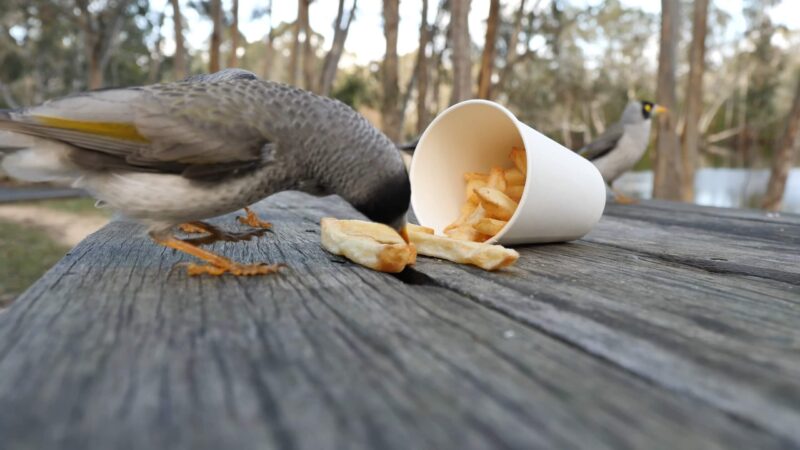 Dont Feed Wildlife with Human Food