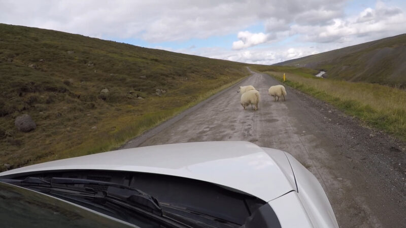 Sheep Block the Road