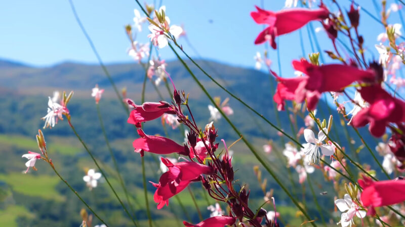 Scenic Landscapes - France Nature Beauty