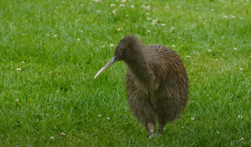 Kiwi bird encounters on Stewart Island