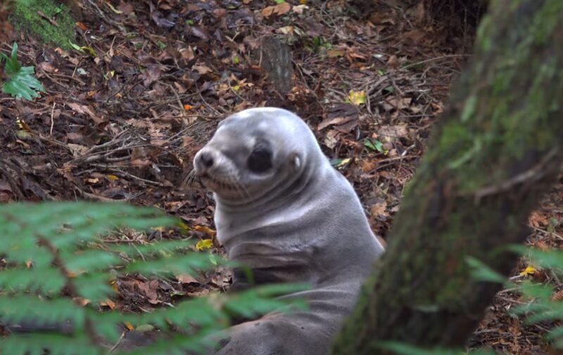 Stewart Island wildlife